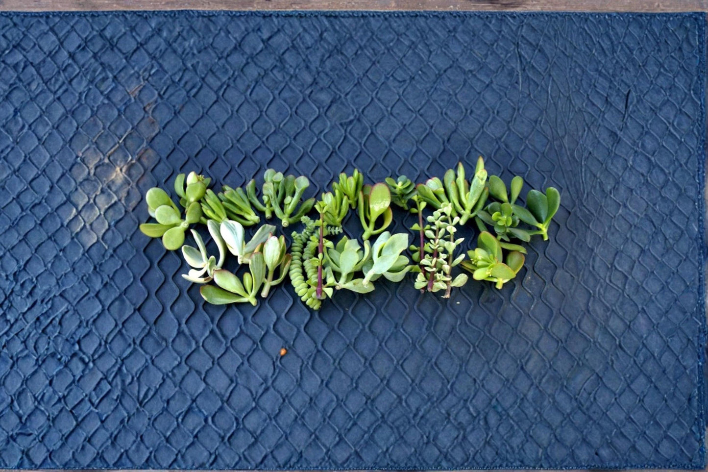 Jade Succulent 20+ Cuttings Mixed Varieties 2-3 Inch Unrooted Collection