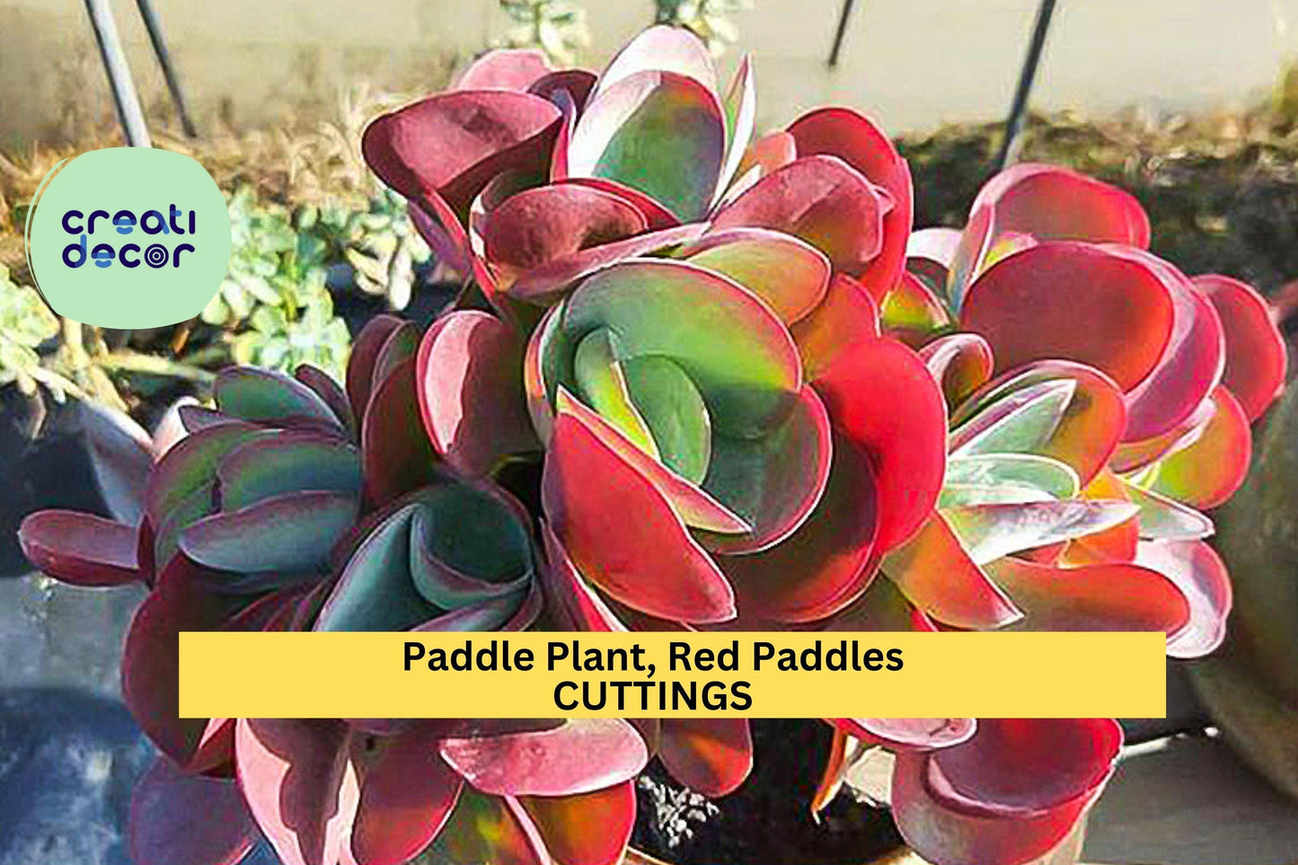 3 Rooted Paddle Plant Cuttings | Red Paddles Succulent | Kalanchoe Thyrsiflora/Luciae | Easy Grow Houseplant or Garden Accent