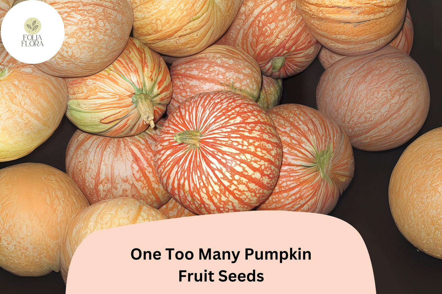 25+ One Too Many Pumpkin Seeds | Unique Red-Striped White Heirloom | Decorative & Edible Pumpkins for Fall Harvest