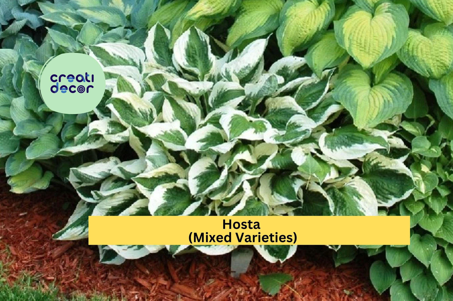 Hosta Mix Bare Root Plants | 20 Pack Live Perennial Roots | Shade Garden Foliage Variety