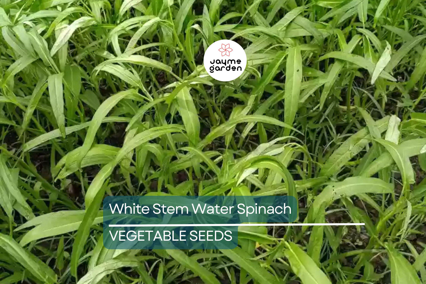 50+ White Stem Water Spinach Seeds - Ong Choy, Kong Xin Cai, Rau Muống Trắng, Fast-Grow, Rich in Vitamins, USA Seller, Fresh Seeds