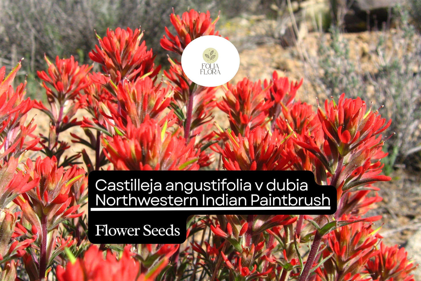 500 Castilleja angustifolia v. dubia Seeds | Northwestern Indian Paintbrush | Wildflower for Garden Planting