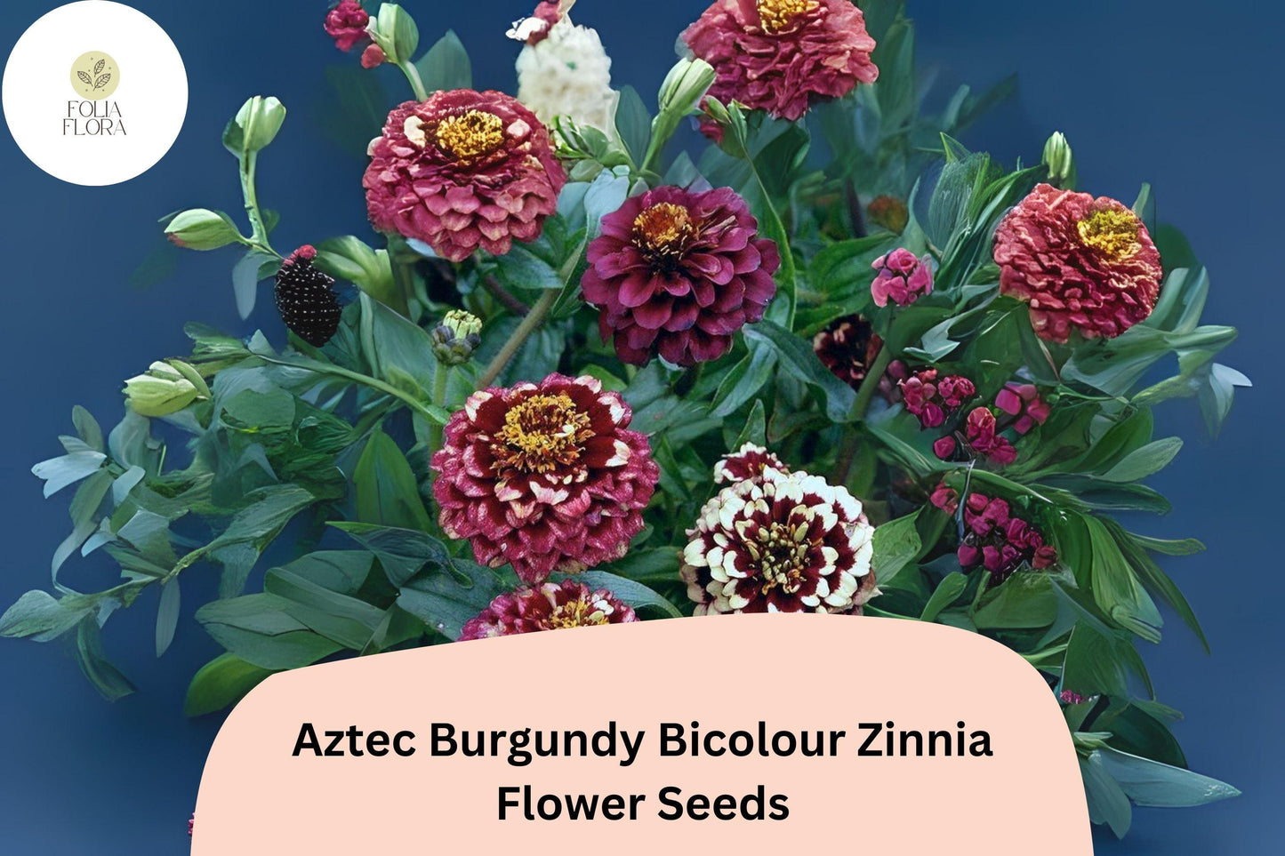 100+ Aztec Burgundy Bicolor Zinnia Seeds – Bold Red & Yellow Blooms for Garden Beds, Borders and Pots