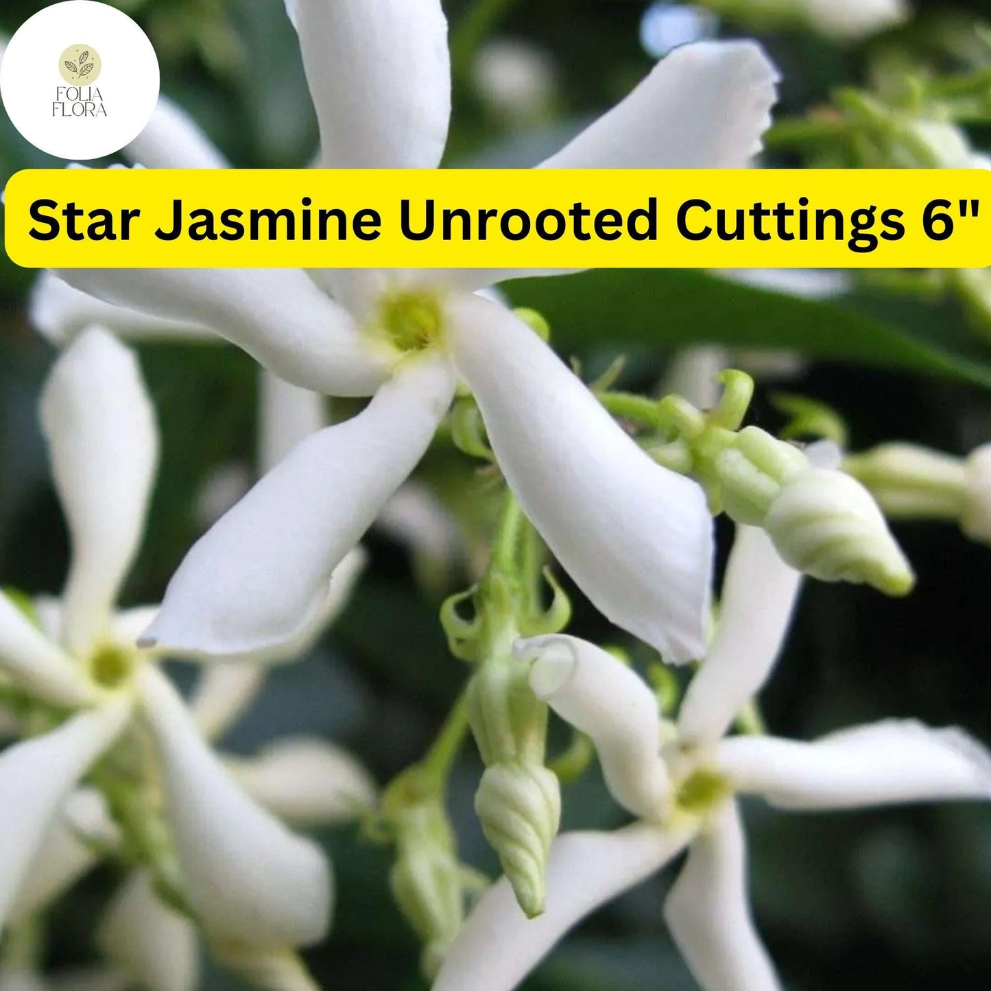 Trachelospermum Jasminoides | Star Jasmine | 7 Live 6” Unrooted Cuttings | Fragrant Vine, Evergreen, Fast-Growing, Flowering Plant