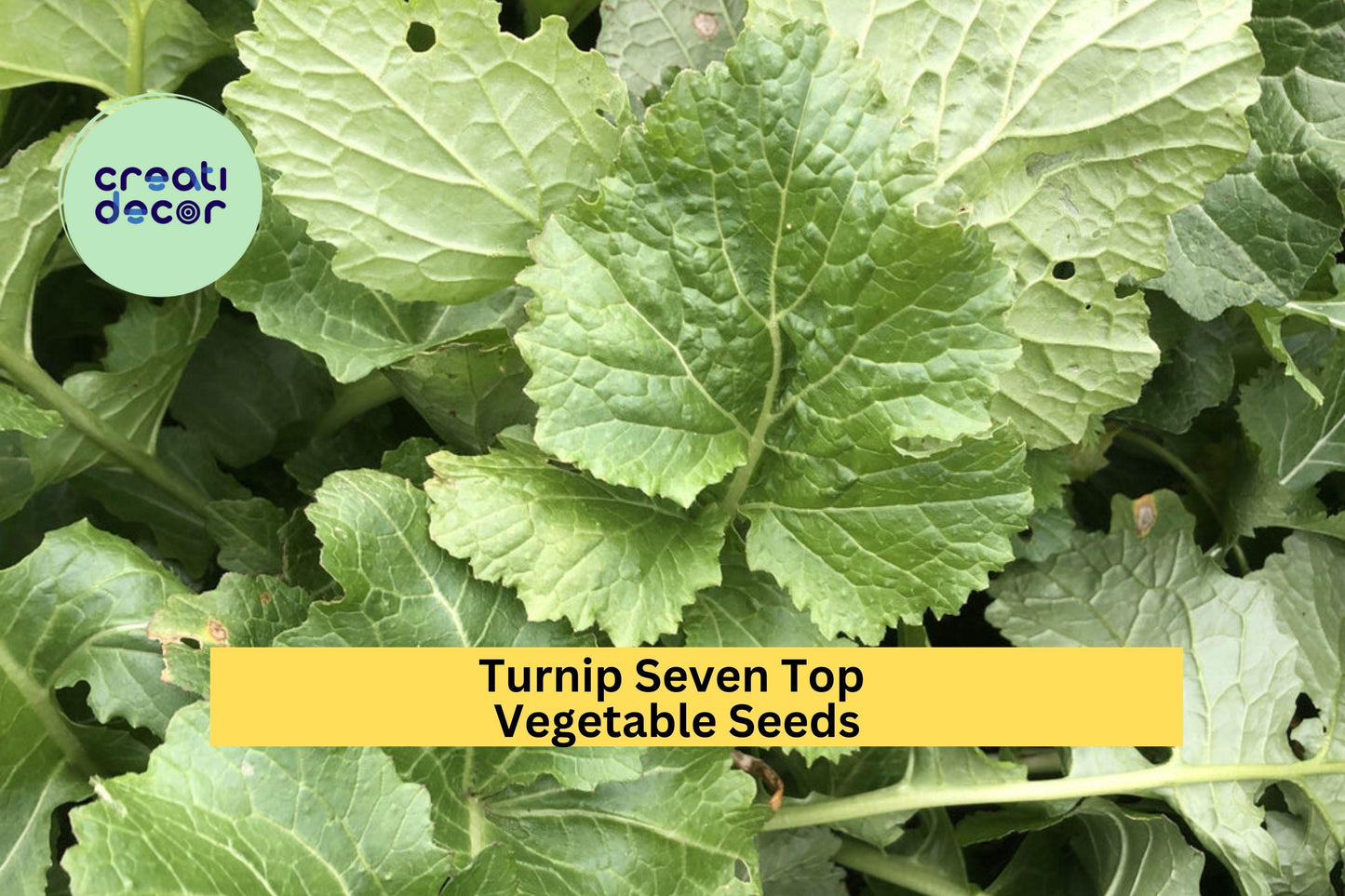 3pcs of 1g Seven Top Turnip Seeds – Fast-Growing Greens for Cooking, Smooth Leafy Tops, Great for Garden or Microgreens Seeds for Planting