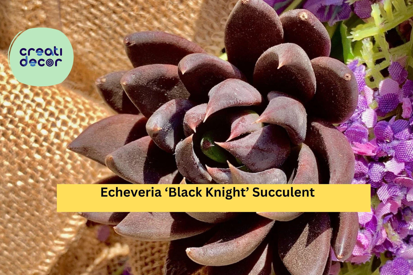 Echeveria ‘Black Knight’ Succulent – Bare Root Rare Variety – Dark Rosette Plant for Indoor Pots, Terrariums, or Home Decor
