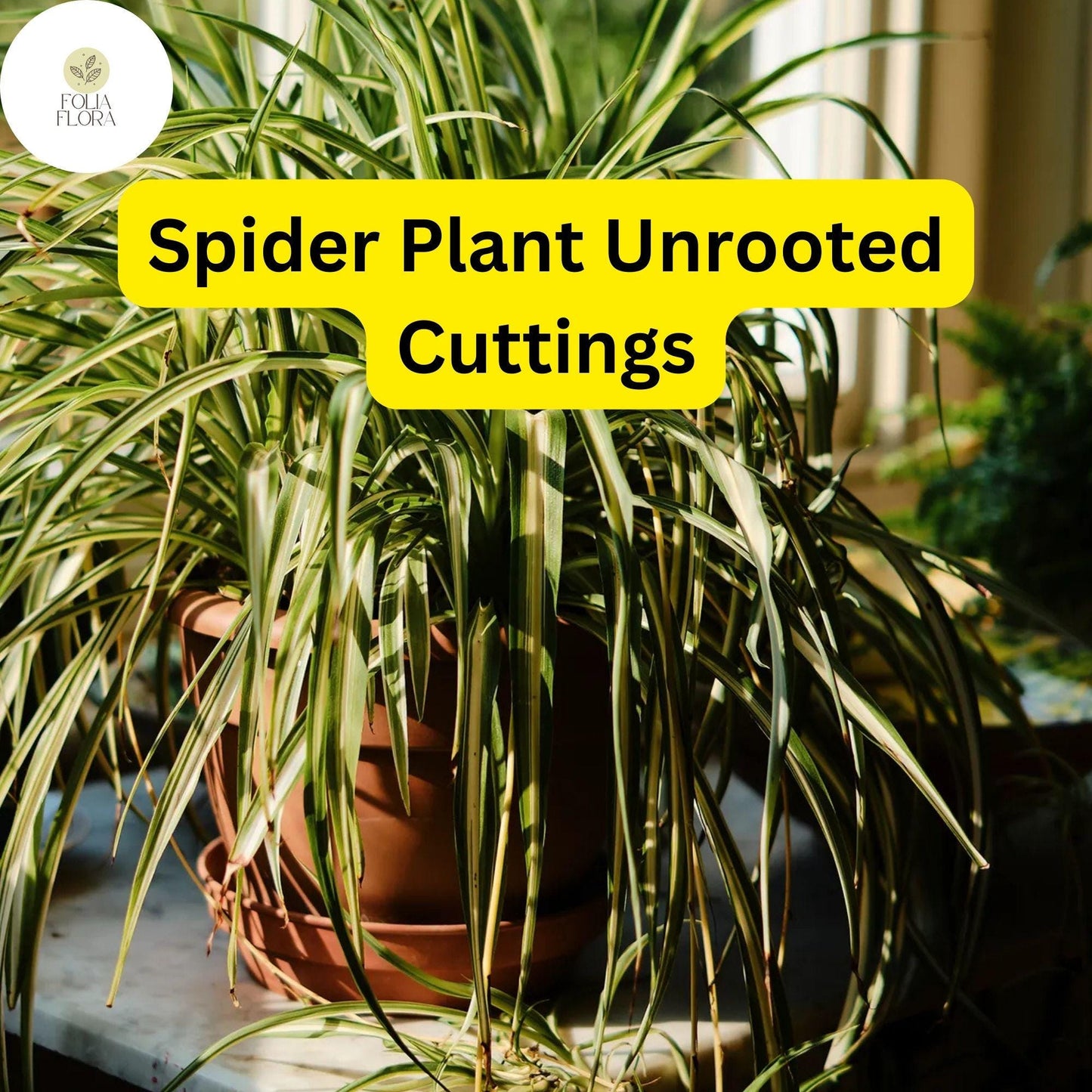 10 Spider Plants, Unrooted Cuttings, Chlorophytum comosum, Easy Care Indoor Air Purifier