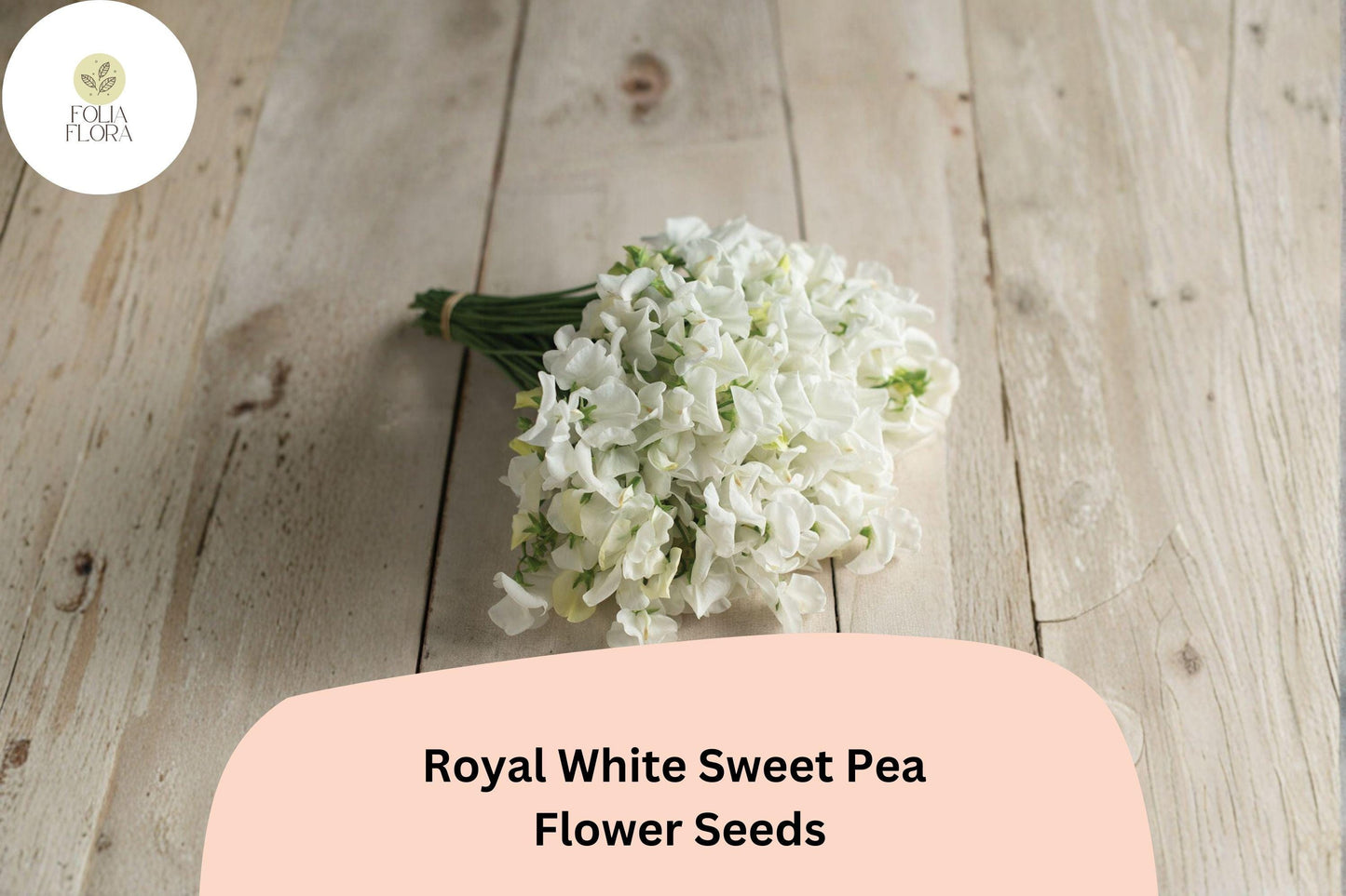 50+ Royal White Sweet Pea Seeds | Pure White Climbing Flowers for Trellis & Garden