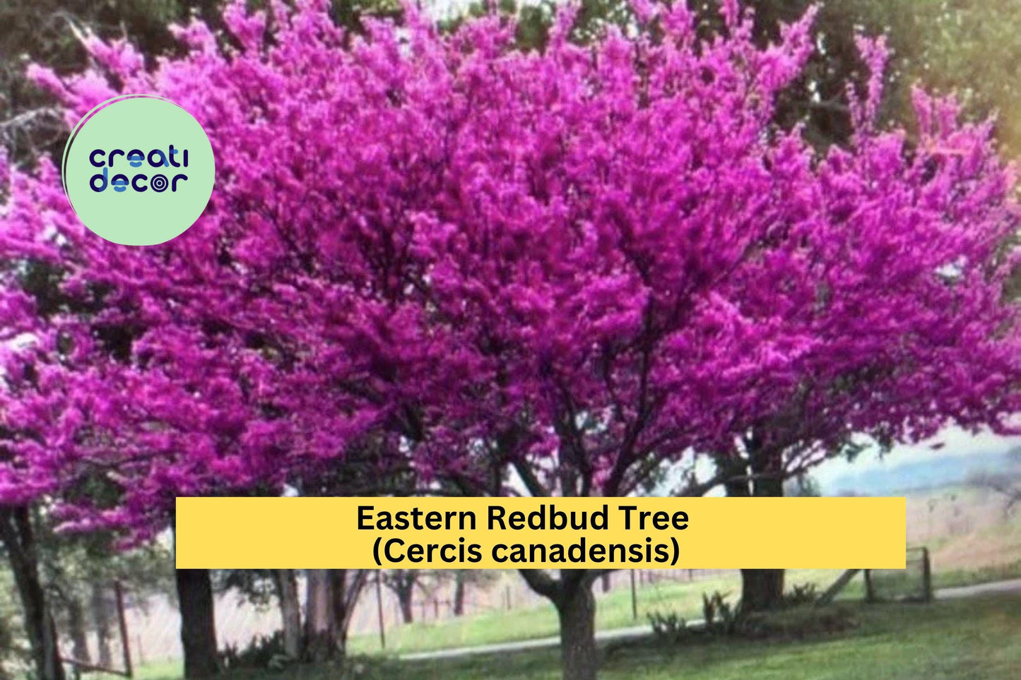 2 Eastern Redbud Trees – Cercis canadensis – 2 Ft Live Starter Trees – Pink Purple Spring Blooms – Hardy Ornamental Landscape Tree