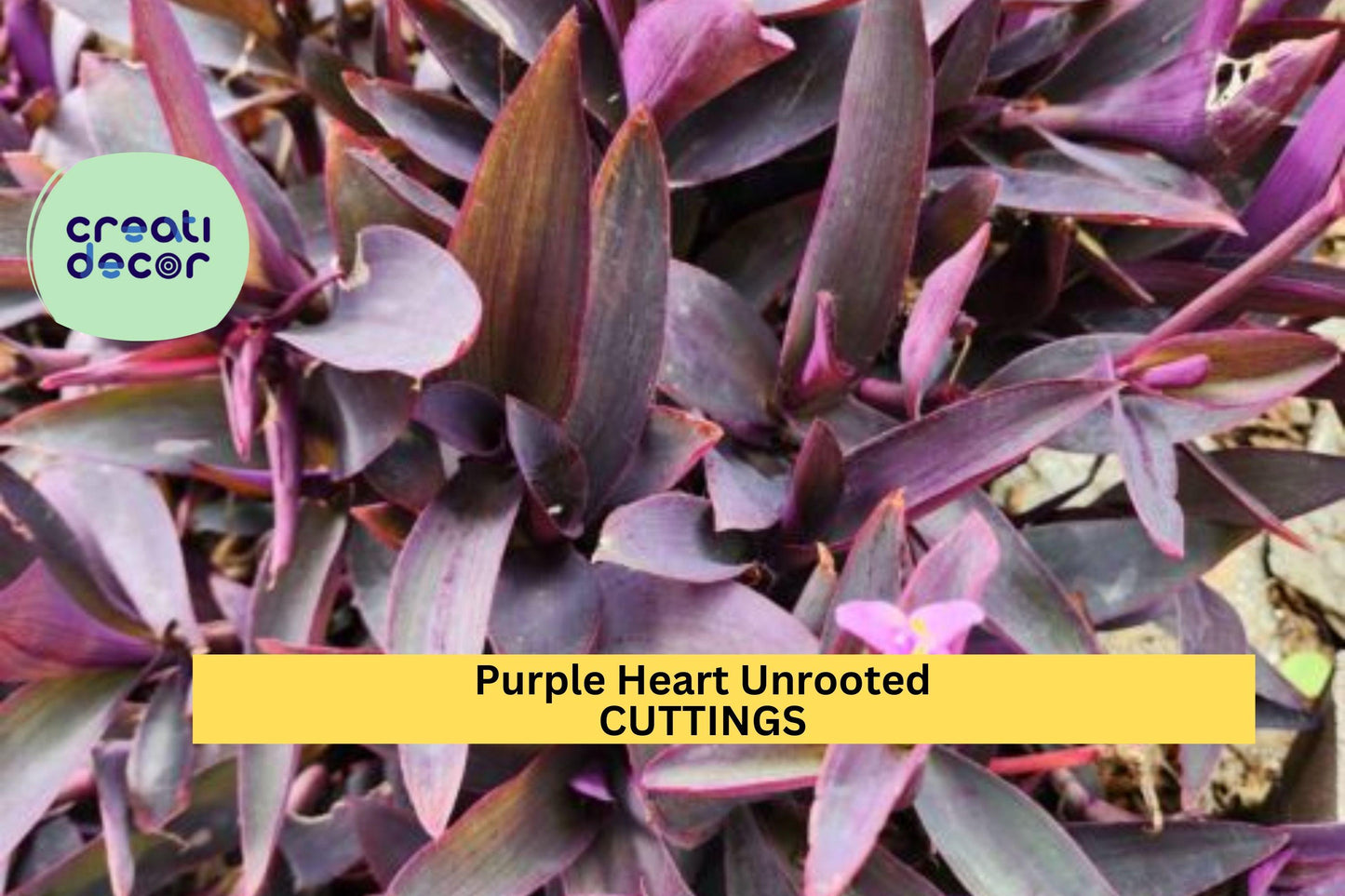 6 Purple Heart Cuttings | Tradescantia pallida Unrooted Tops | Wandering Jew Plant Starter | Bold Purple Live Plants