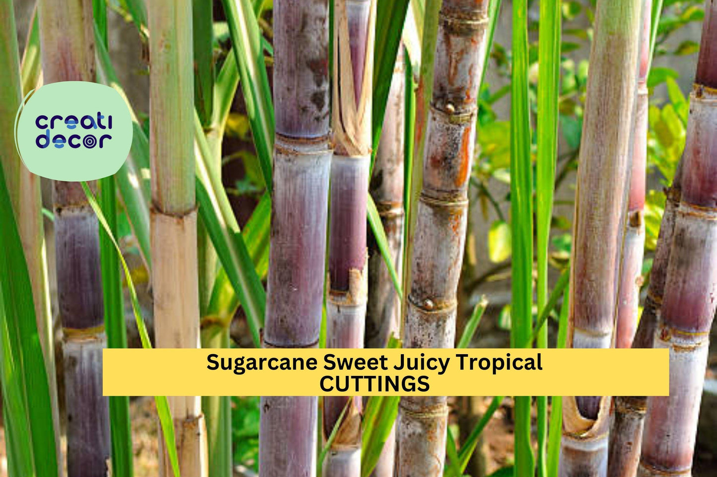 2 Sugarcane Cuttings | Sweet Juicy Tropical Plant | Ready to Plant Stalks | Fast Growing Crop | Garden Starter Set