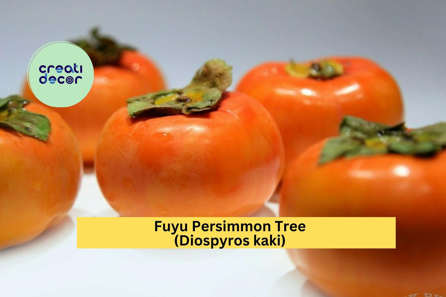 Fuyu Persimmon Tree (Diospyros kaki) – 2 Live Seedlings 6–12” – Sweet Non-Astringent Fruit Tree for Home Orchard