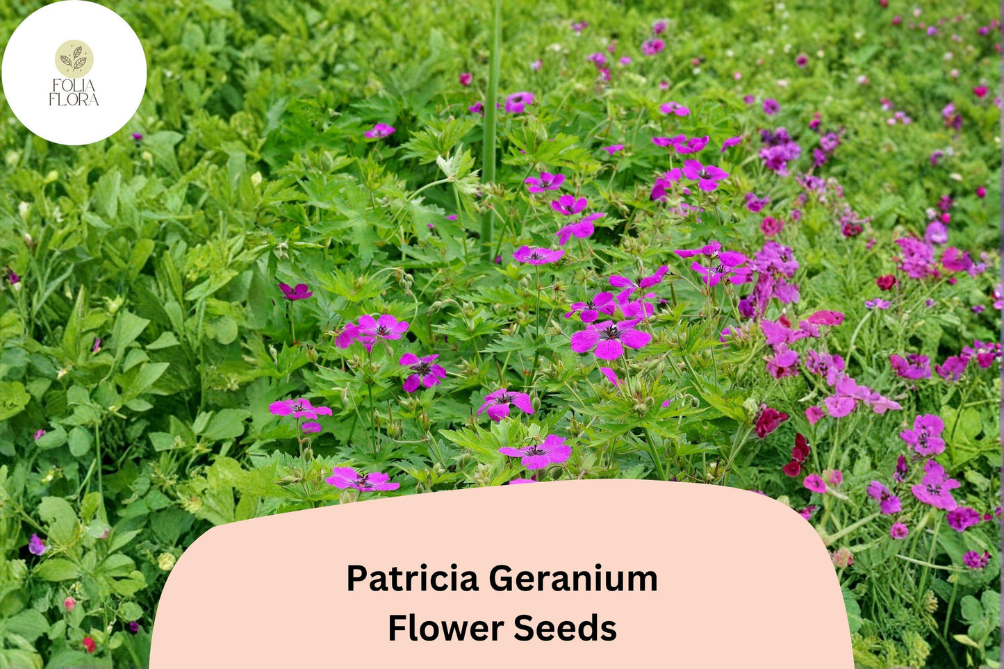 25+ Patricia Geranium Seeds | Hardy Perennial | Magenta-Purple Flowers for Garden Borders & Pollinator Gardens