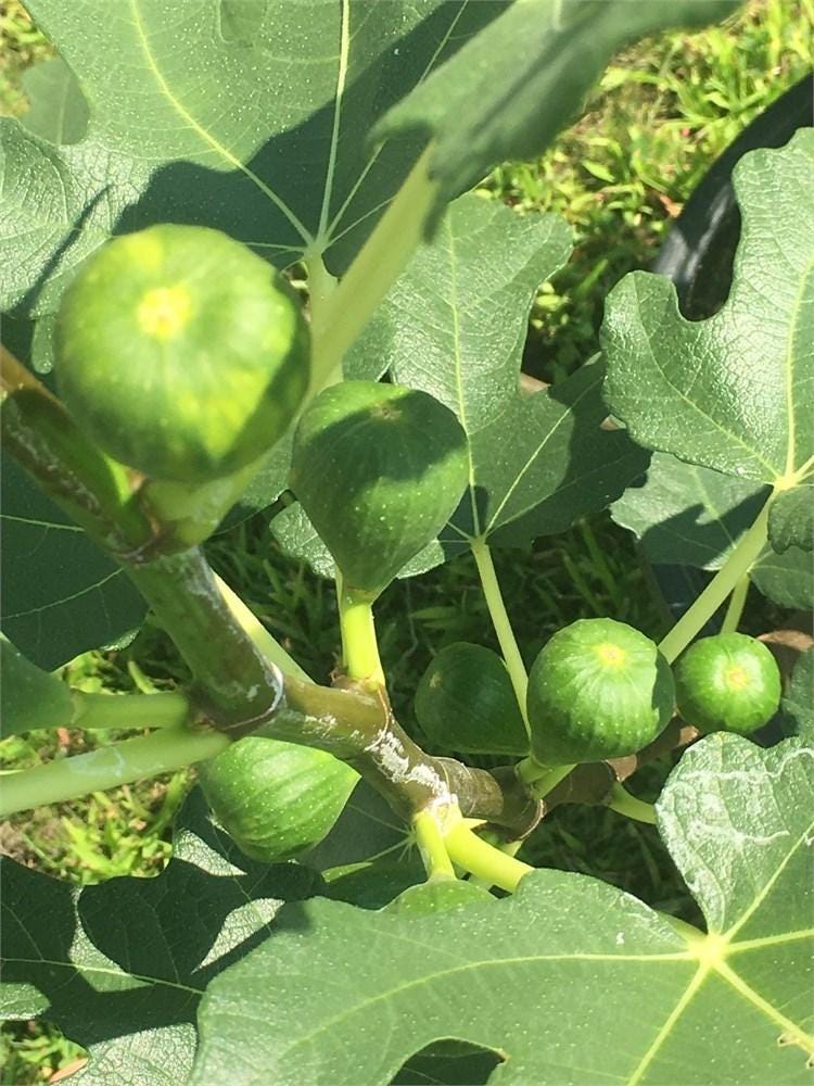 White Adriatic Fig 3 Cuttings 6-8" (Ficus carica) Unrooted Heirloom Variety