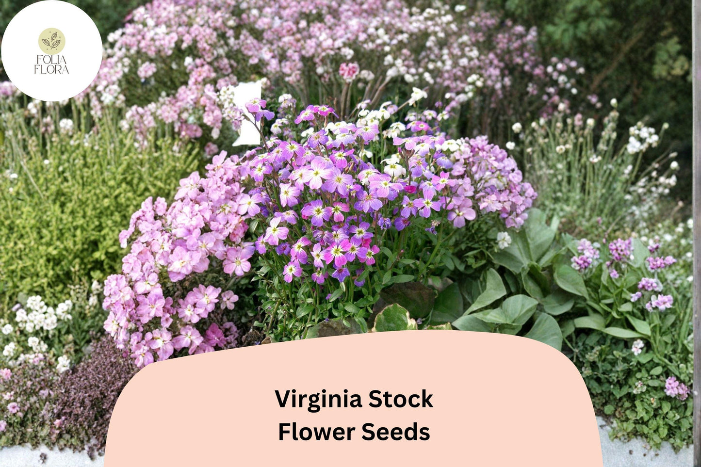 Virginia Stock Seeds – 100 Malcolmia maritima | Easy Grow Annual for Borders, Beds & Cottage Gardens