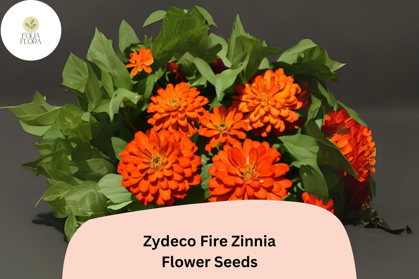 100+ Zydeco Fire Zinnia Seeds | Vibrant Red-Orange Blooms | Annual Garden Flowers, Easy Grow, Cut Flower Variety