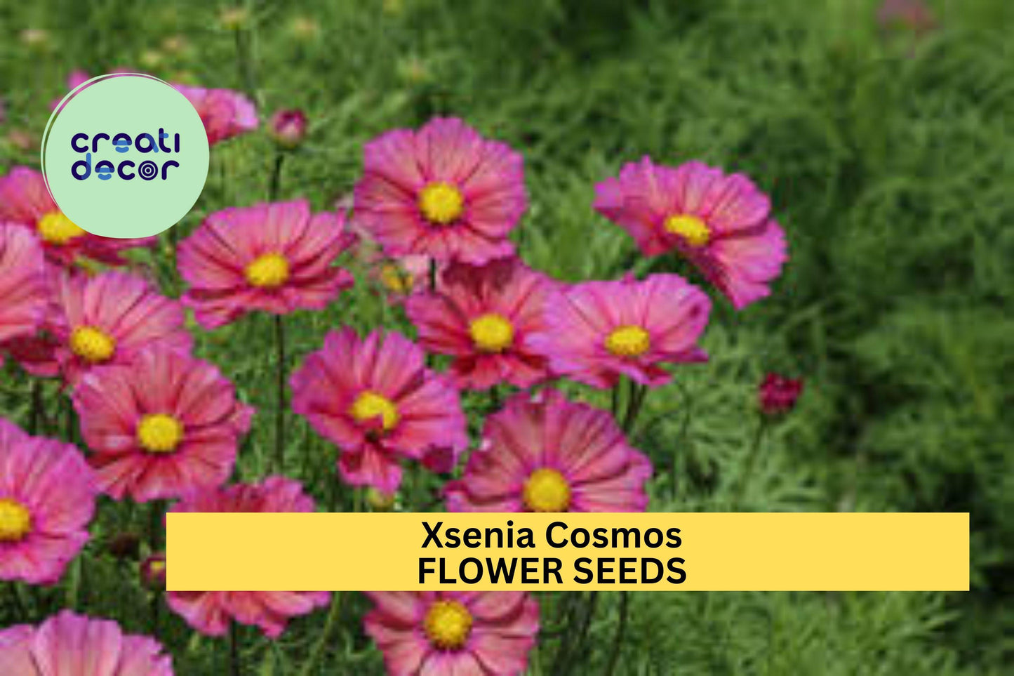 200+ Xsenia Cosmos Seeds – Iridescent Pink-Orange Blooms for Garden Planting, Compact Plants for Beds, Borders & Pollinators – USA