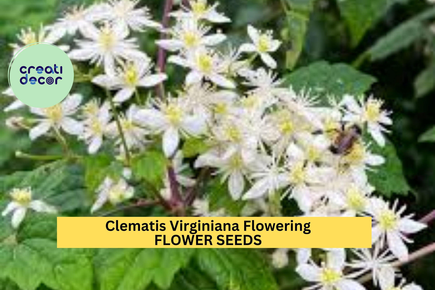 50 Seeds Clematis Virginiana – Flowering Vine Plant Seeds for Planting – Fragrant White Blooms, Native Wildflower Vine