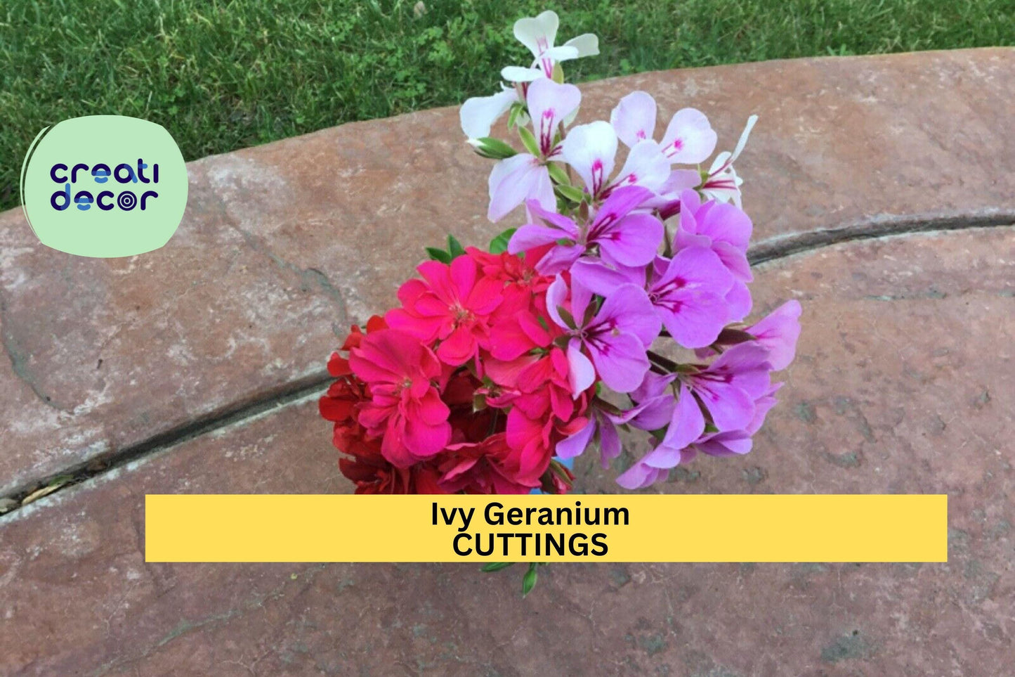 Ivy Geranium Cuttings | 9 Unrooted Stems | 4 Color Mix | Trailing Flowering Plant | Easy to Root | Hanging Basket Favorite