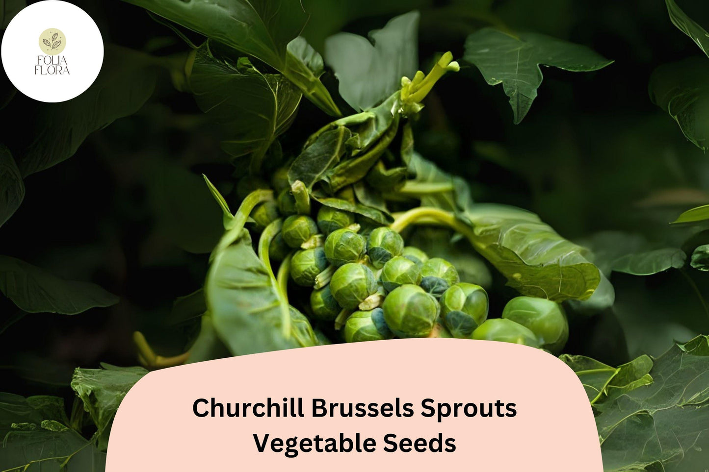 500+ Churchill Brussels Sprouts Seeds | Brassica oleracea | Early Maturing Hybrid Sprout Variety | Bulk Garden Seeds