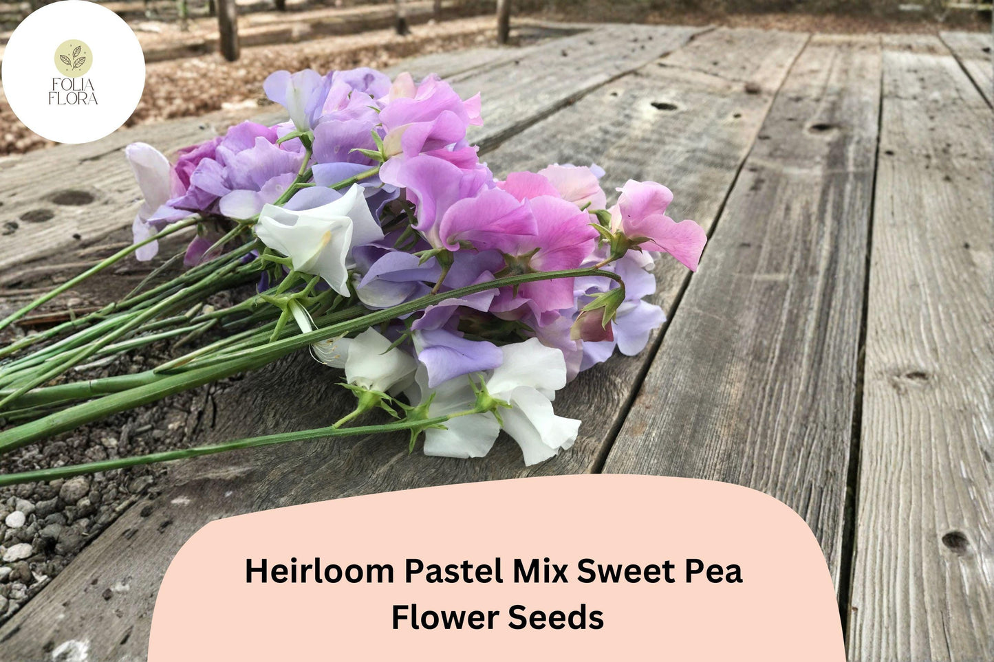 Heirloom Pastel Mix Sweet Pea Seeds | Lathyrus odoratus Flowers Soft Pink Lavender White (50+ Seeds)