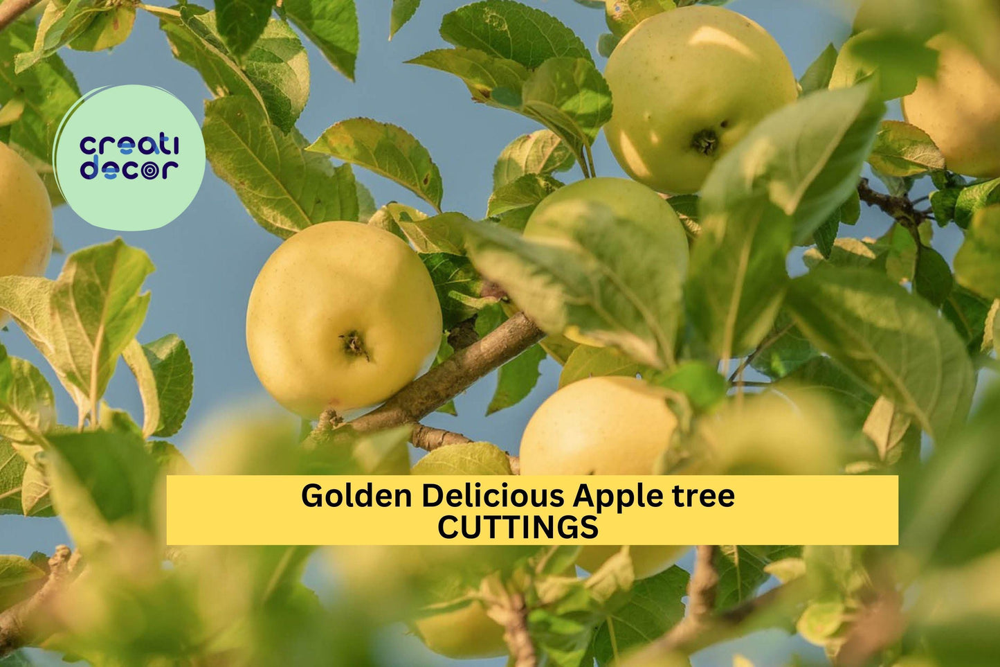 16 Golden Delicious Apple Scion Cuttings | Malus Domestica Starter Wood for Grafting or Rooting | Fresh Fruit Tree Starter USA