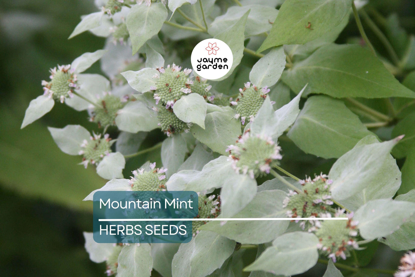 650 Mountain Mint Seeds - Pycnanthemum Pilosum - Fragrant Mint, Tea Herb, Attracts Pollinators