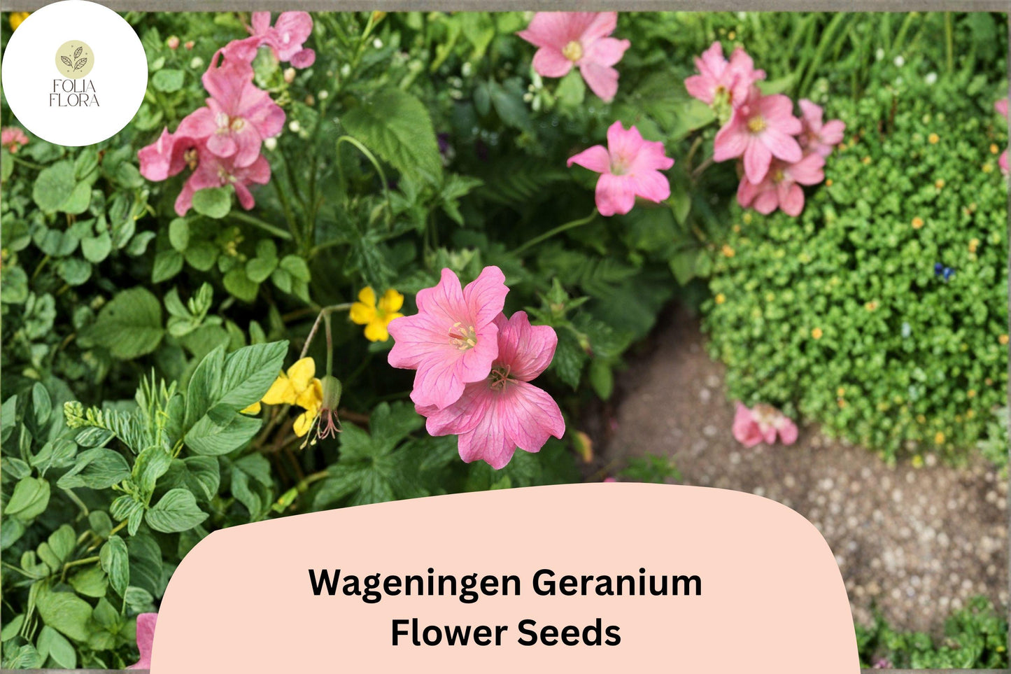 25+ Wageningen Geranium Seeds | Hardy Perennial Cranesbill | Pink Blooms for Garden Beds and Borders