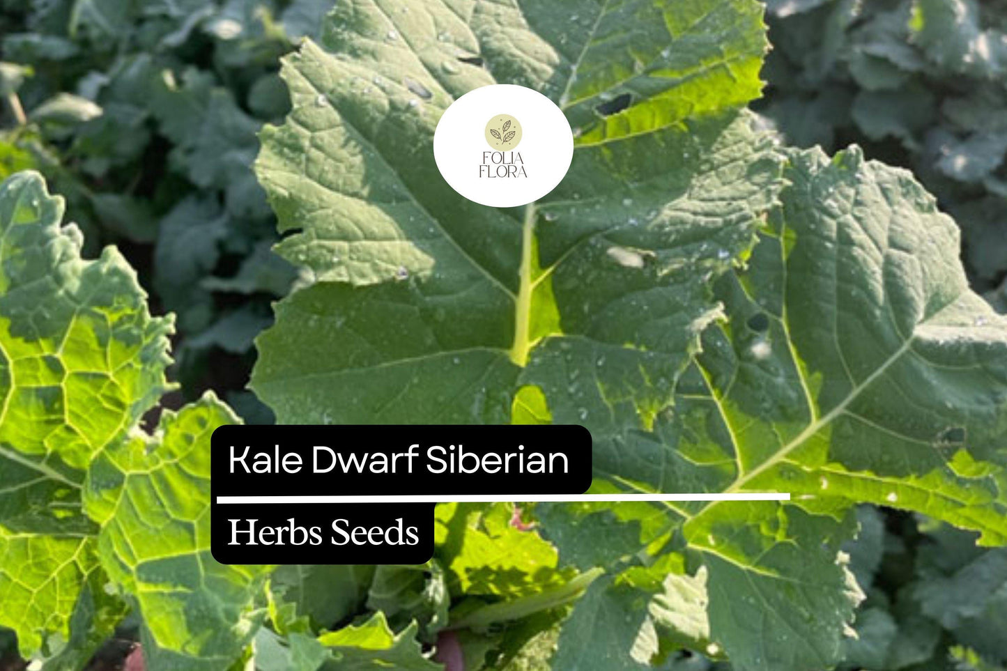 500 Dwarf Siberian Kale Seeds – Brassica napus – Cold-Hardy, Heirloom, Sweet & Tender Leaves