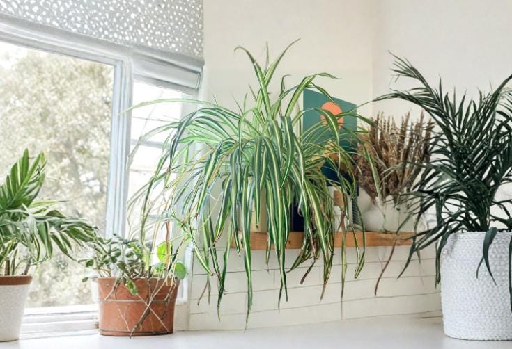 Spider Plant 1 Rooted Cutting (Chlorophytum comosum) Live Indoor Houseplant