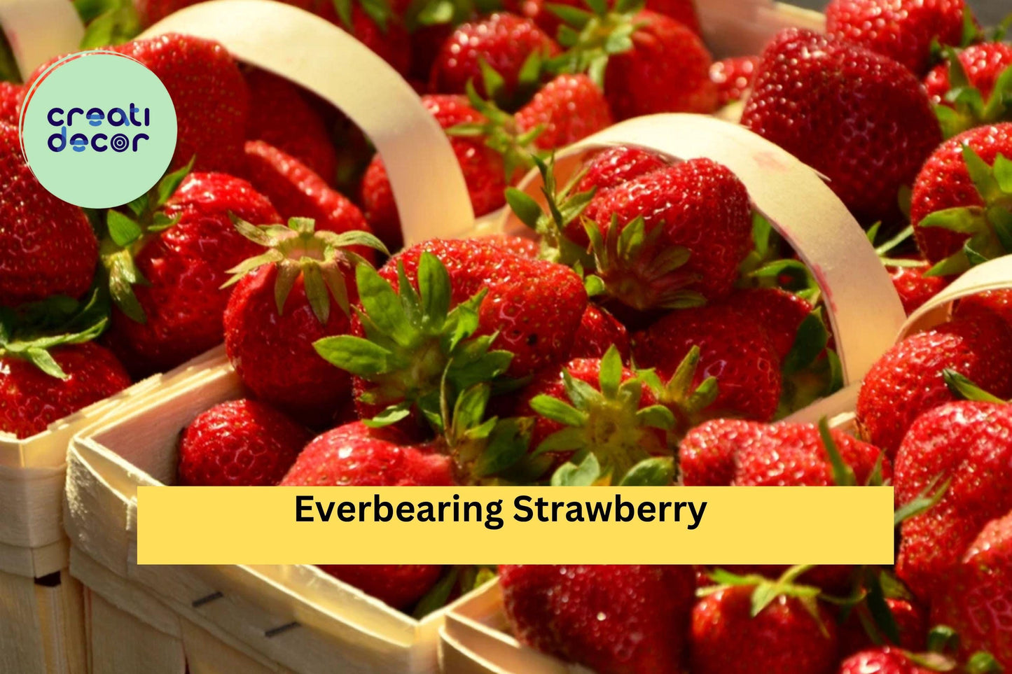 Everbearing Strawberry Roots (5 Pack) – Bare Root Plants – Sweet Fruit Variety for Continuous Harvests & Home Gardens