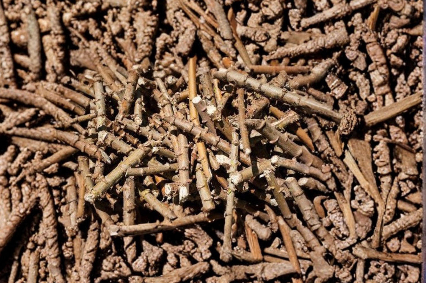 Cassava 6 Cuttings Assorted Sizes Ready to Plant (Manihot esculenta)