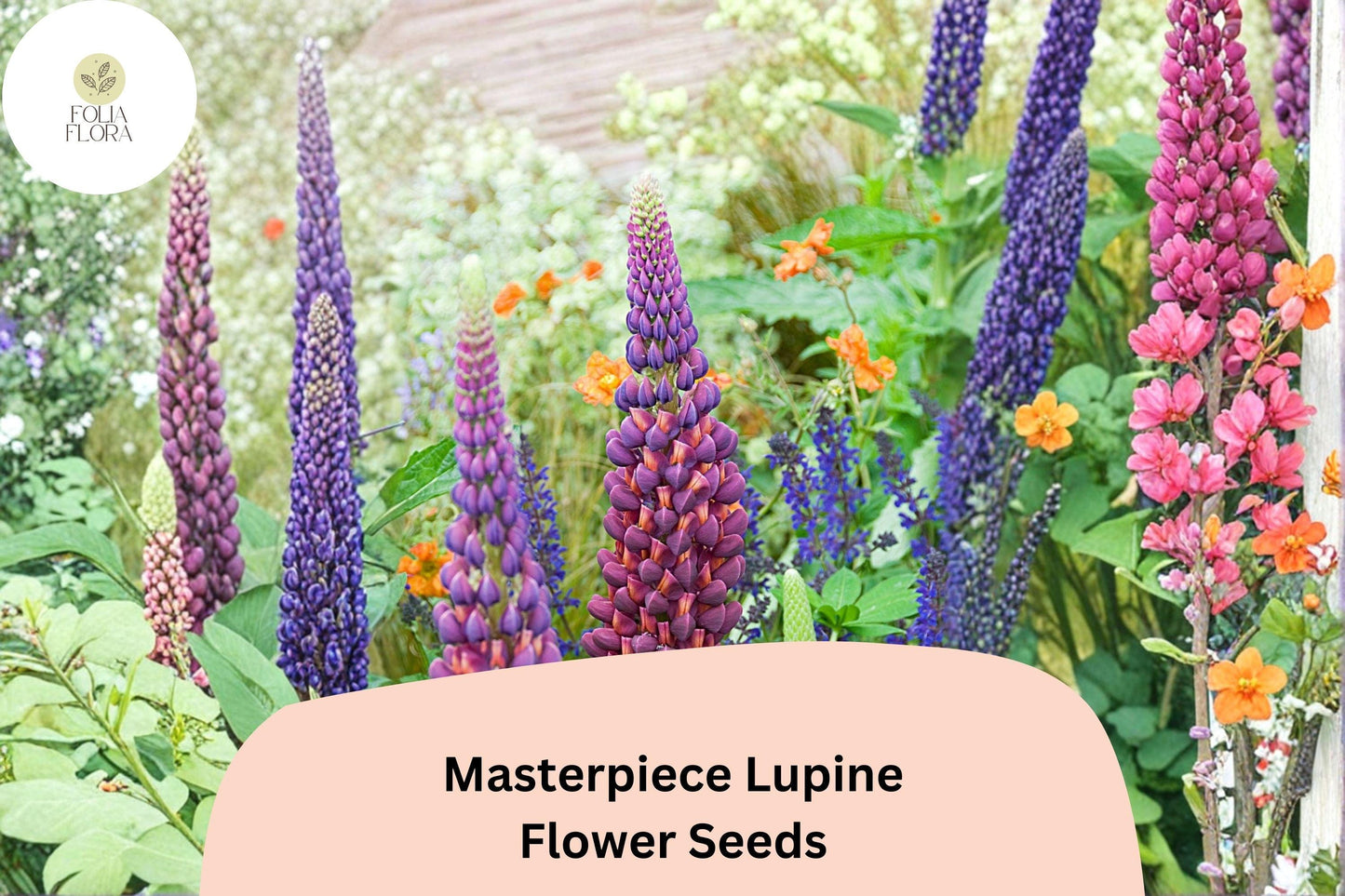 25+ Masterpiece Lupine Seeds | Deep Purple Lupinus | Bold Spring Blooms for Garden Planting