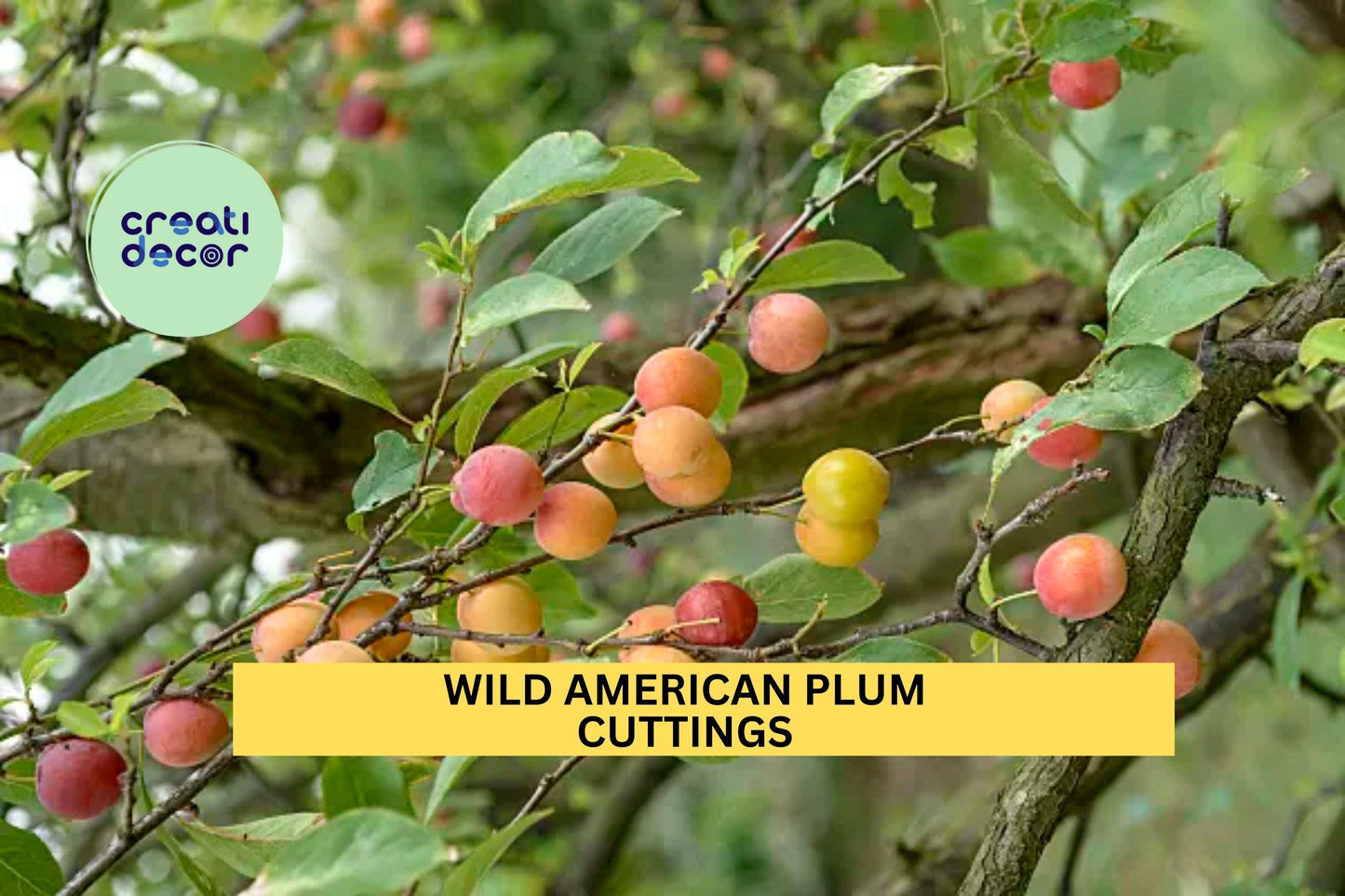 12 Wild American Plum Cuttings – Prunus americana | Unrooted Stems for Edible Landscaping, Wildlife Gardens, or Hedgerows