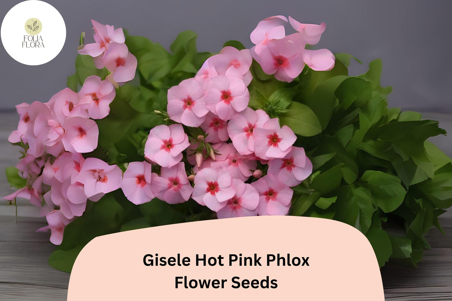 100+ Gisele Hot Pink Phlox Seeds – Bright Annual Garden Flowers, Phlox drummondii