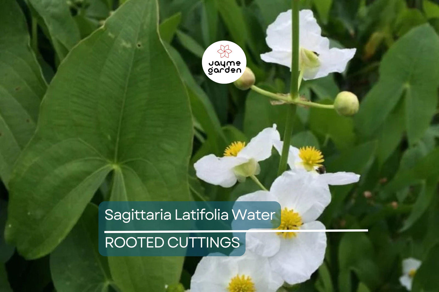 5 Aquatic Broadleaf Arrowhead Roots (Sagittaria Latifolia) Water Garden Plants