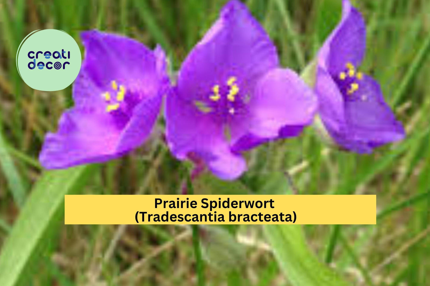 Prairie Spiderwort Seeds – Tradescantia bracteata – 150 Seeds – Native Perennial Wildflower for Prairie & Pollinator Gardens