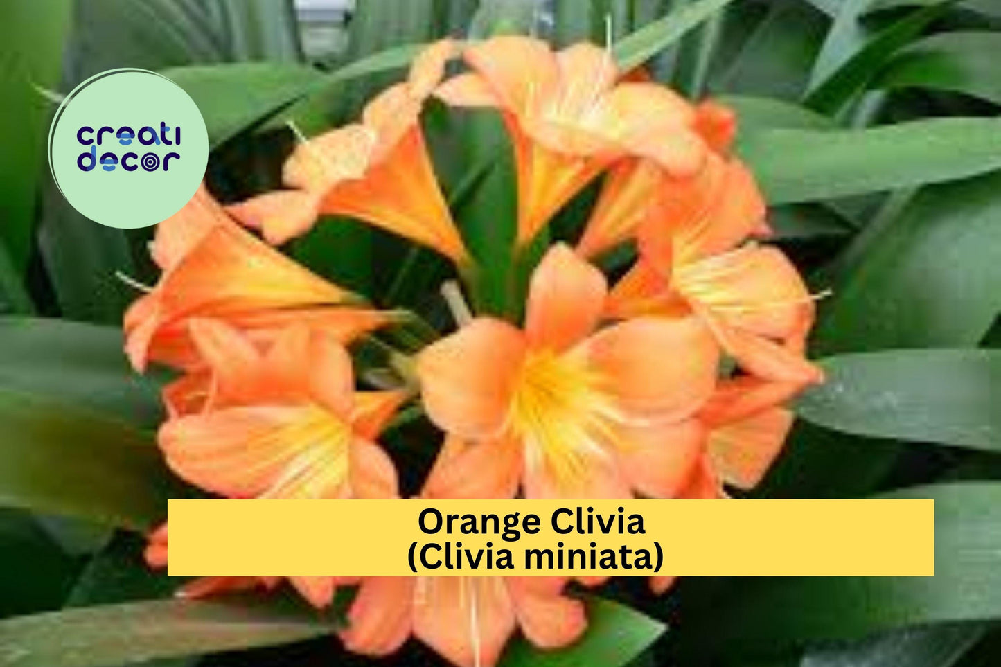 Orange Clivia Plant | Clivia miniata | Large Bare Root Live Perennial Houseplant