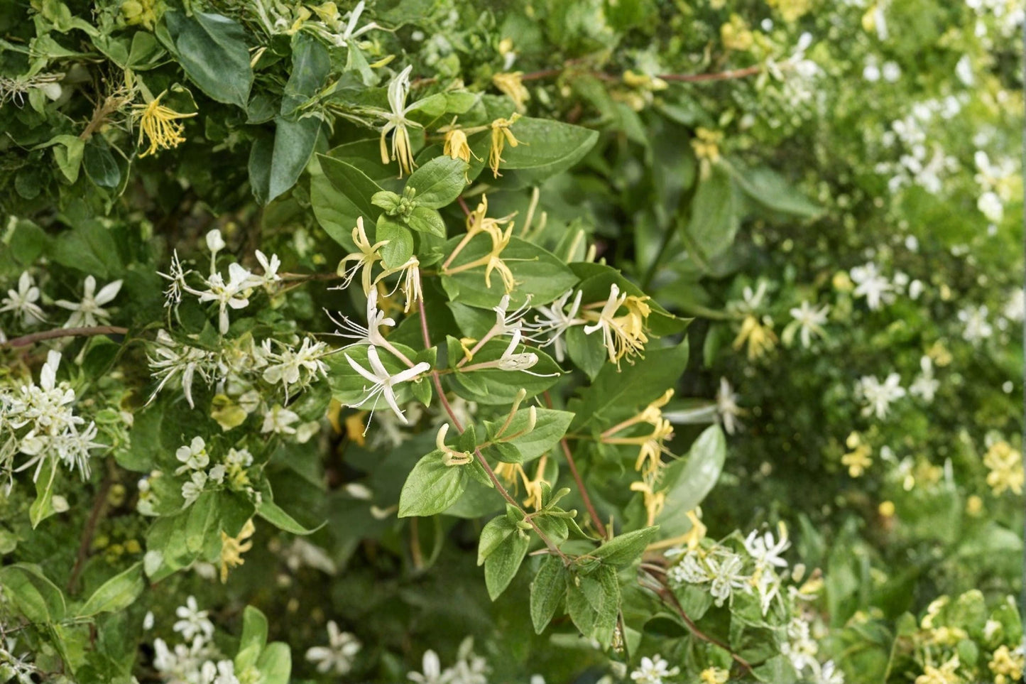 Japanese Honeysuckle 15 Cuttings Unrooted (Lonicera japonica) White Yellow Flowers