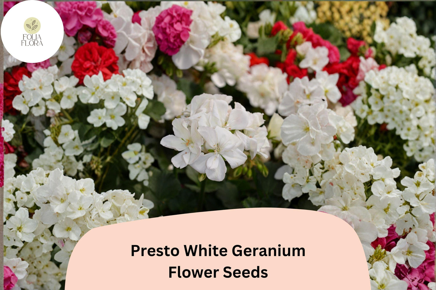 25+ Presto White Geranium Seeds | Compact Zonal Geranium | Pure White Blooms for Pots, Borders & Garden Beds