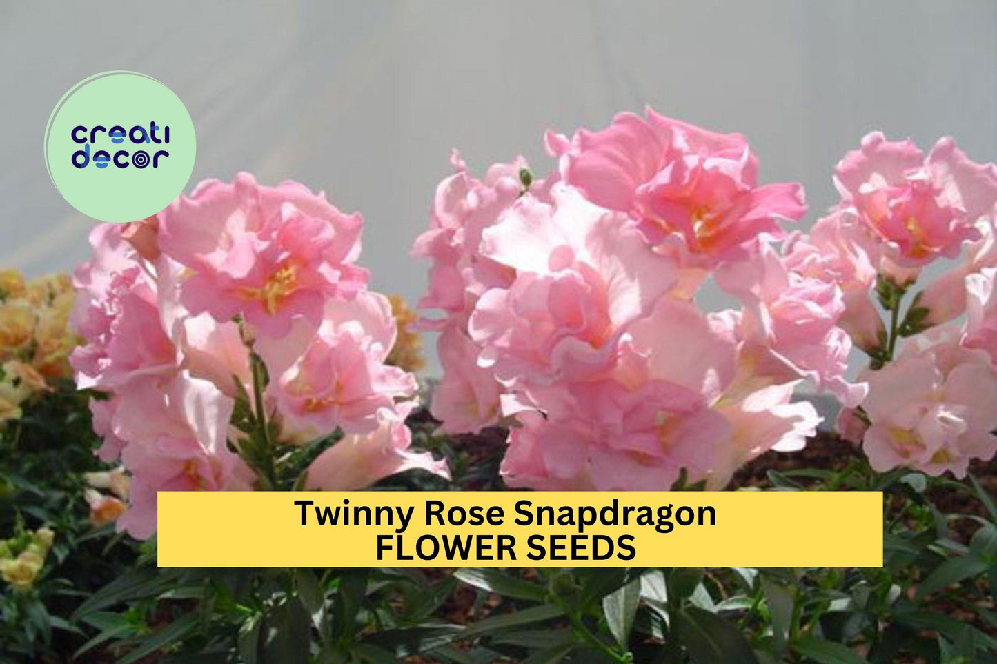 1000+ Twinny Rose Snapdragon Seeds – Ruffled Peach-Pink Blooms for Garden Planting, Compact Double Flowering Variety – USA