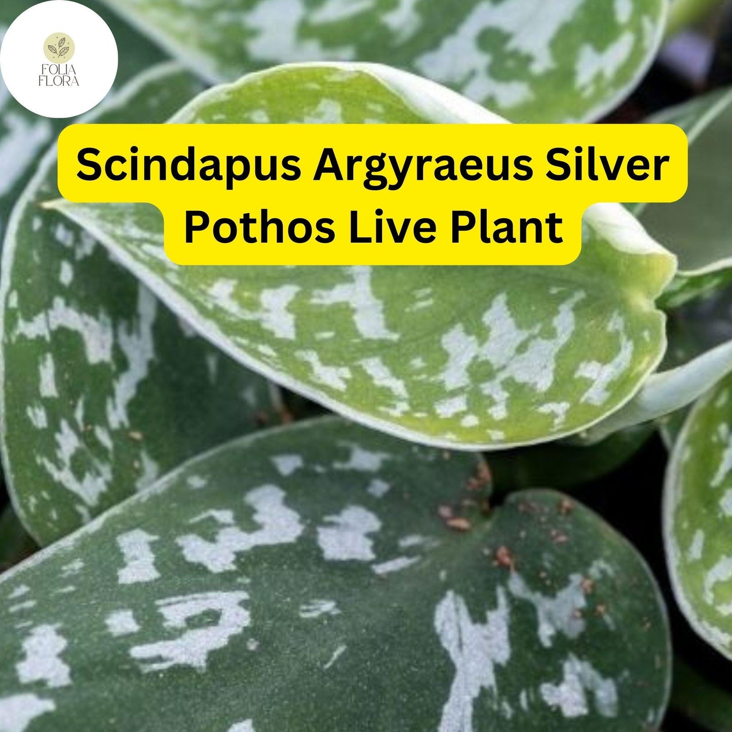 1 Scindapsus Argyraeus - Silver Pothos Live Plant in 4" Pot - Low-Light Indoor Houseplant, Trailing Vine