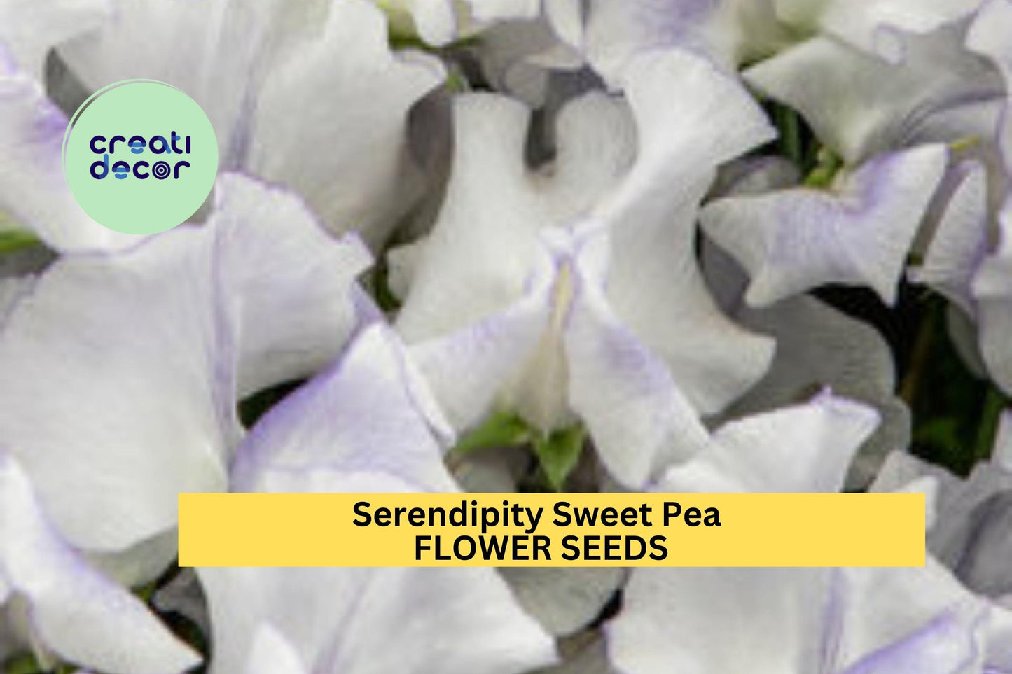 50+ Serendipity Sweet Pea Seeds – Lavender & Pink Fragrant Blooms for Garden Planting, Climbing Vines for Trellises – USA