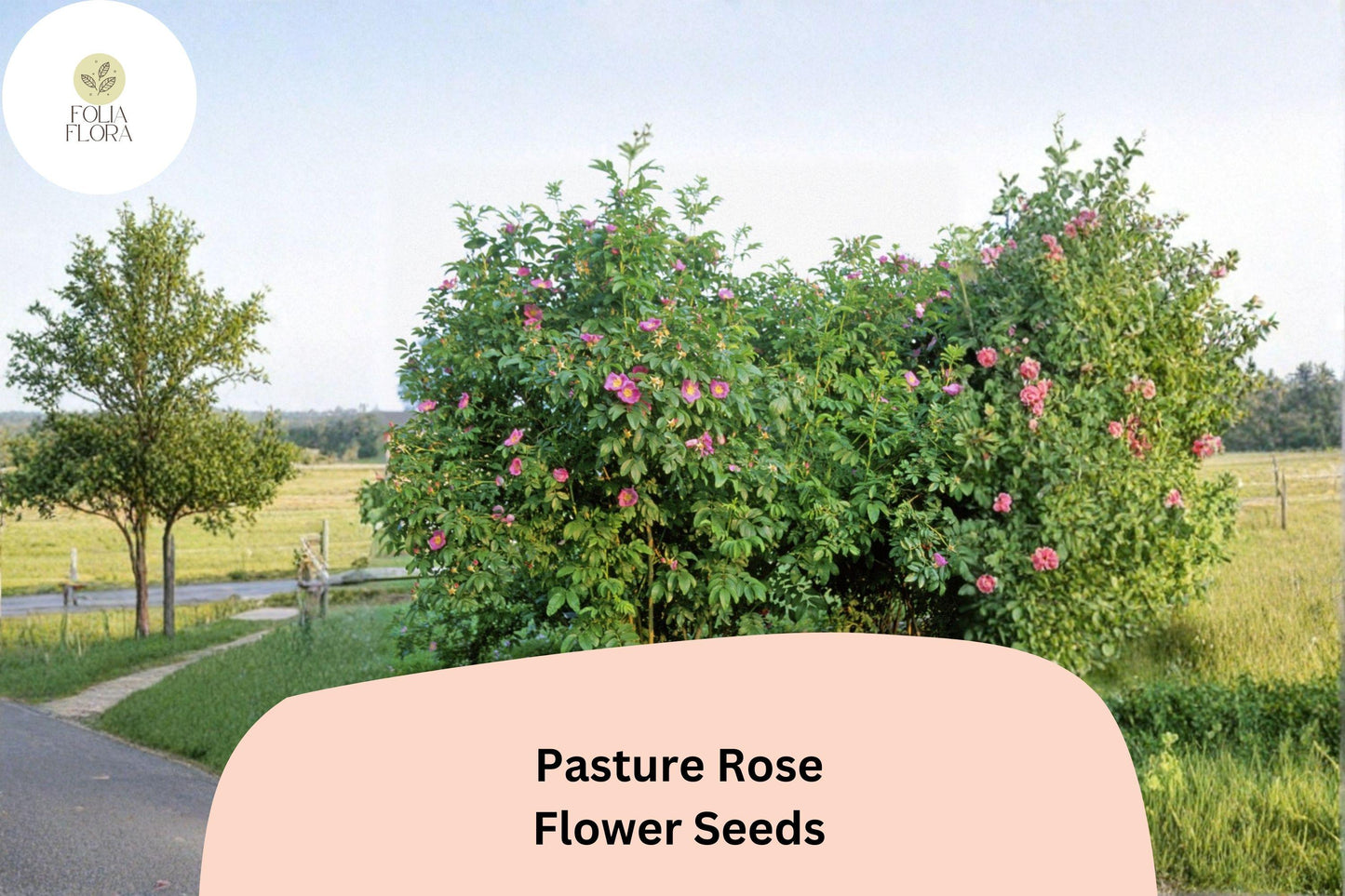 Pasture Rose Seeds – 10 Rosa carolina | Native Pink Wild Rose | Perennial Shrub