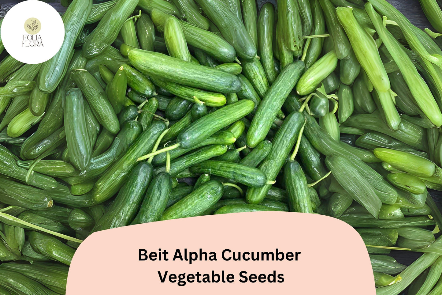 25+ Beit Alpha Cucumber Seeds | Sweet Thin-Skinned Israeli Variety | Non-GMO Easy Garden Planting