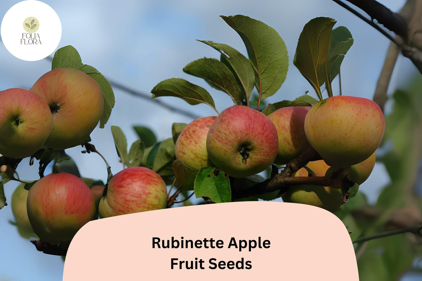 25+ Rubinette Apple Seeds | Malus domestica | Rare Heirloom Apple Variety for Home Orchard Garden Planting
