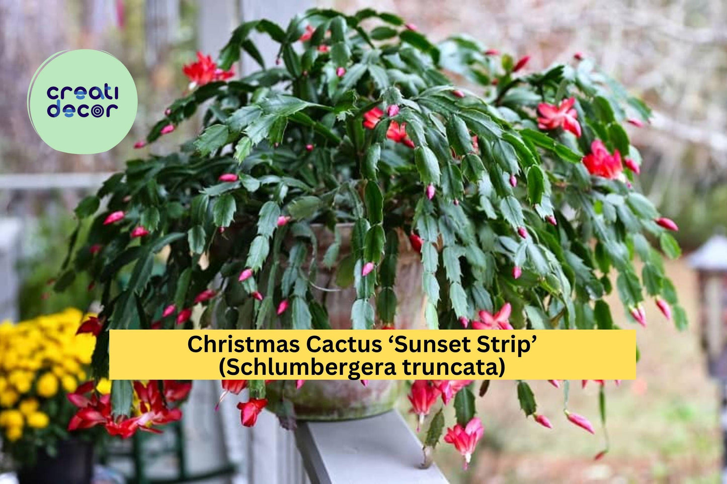 Christmas Cactus ‘Sunset Strip’ – Schlumbergera truncata – Live Starter Plant – Holiday Succulent with Vibrant Blooms