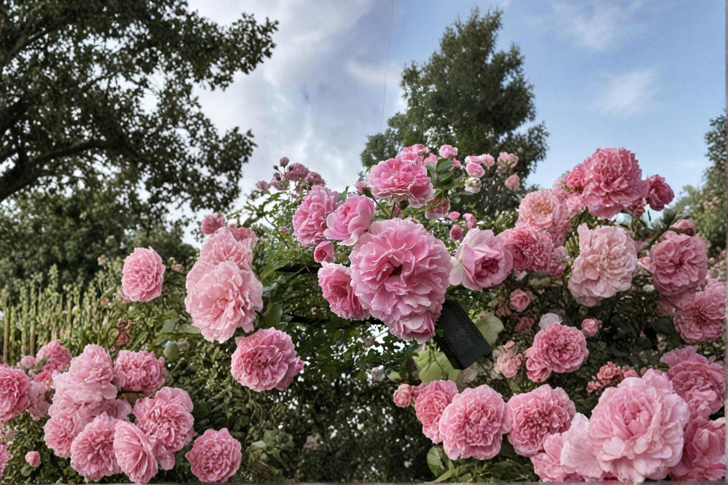 Pink Pine Rose 5 Cuttings Heirloom Climbing Rose Bush