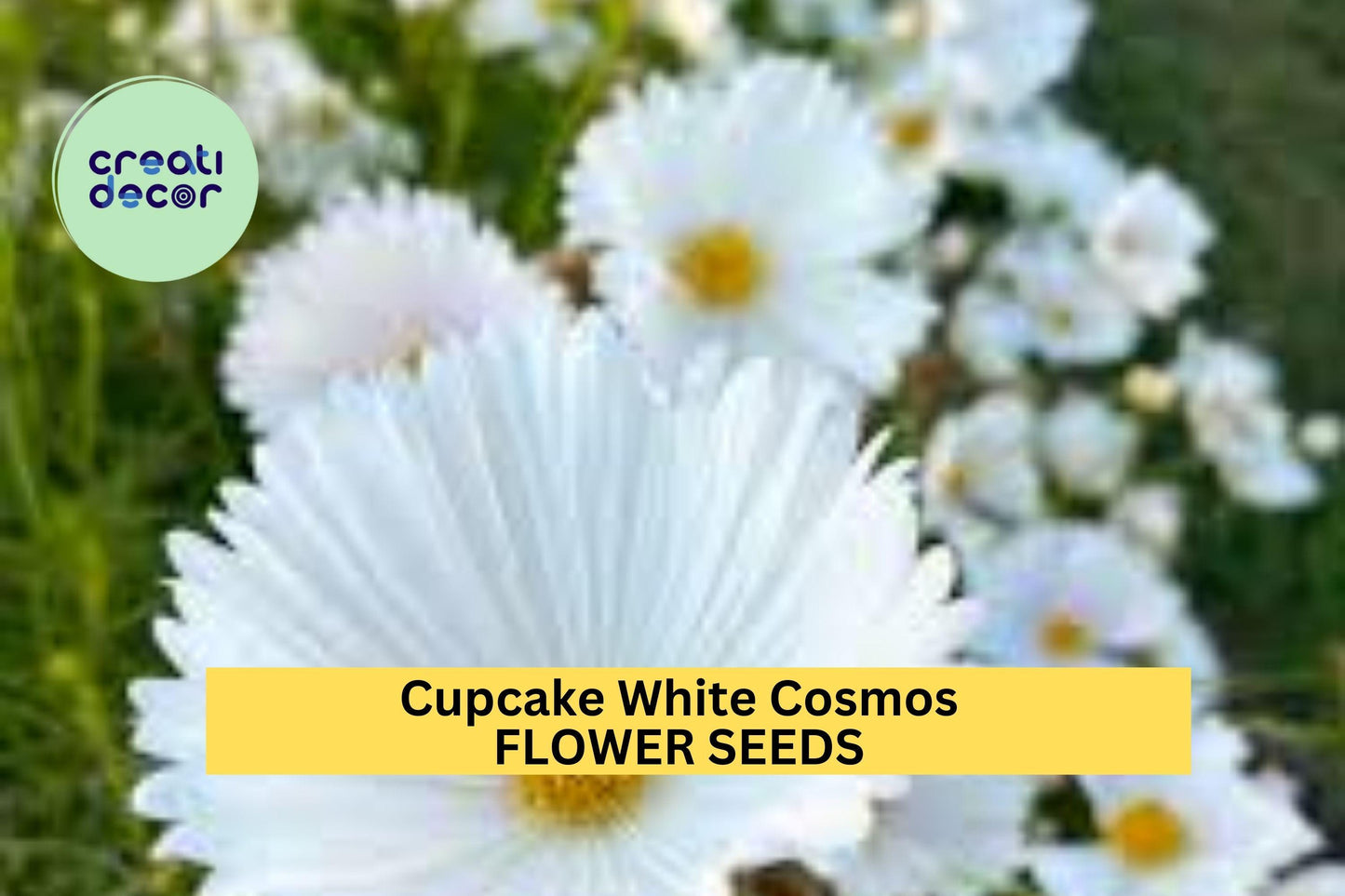 200+ Cupcake White Cosmos Seeds – Unique Cup-Shaped White Blooms for Garden Planting, Pollinator-Friendly Annuals – USA