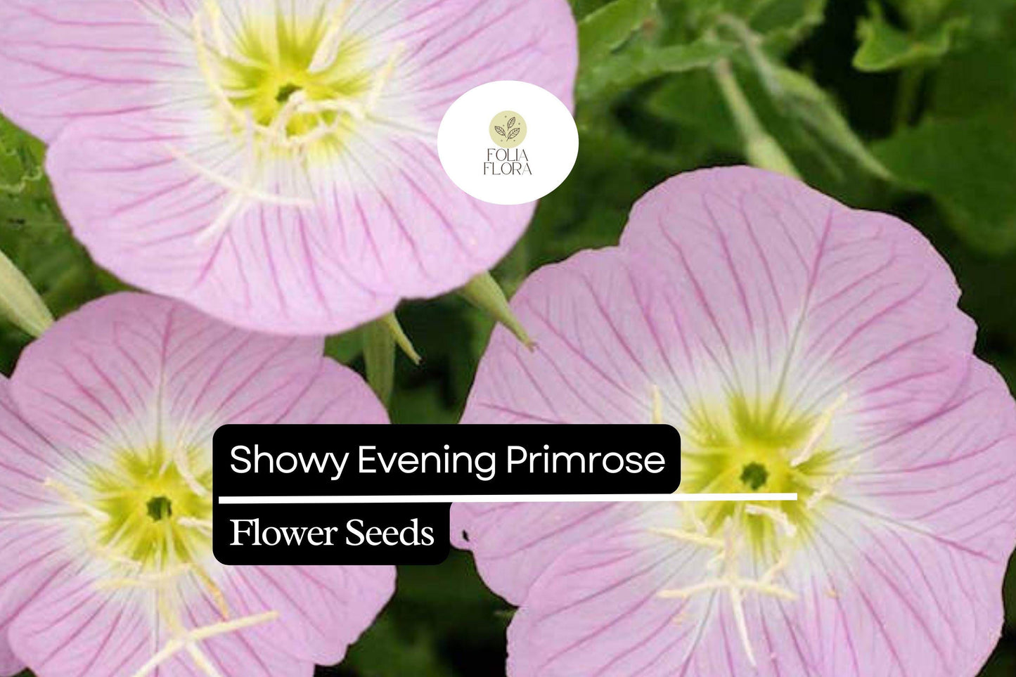 Showy Evening Primrose, Oenothera Speciosa, Pink Perennial Wildflower